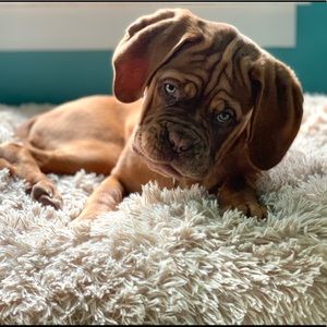 Meet your Posher, Avery